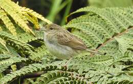 Image of Yellow-browed Sparrow