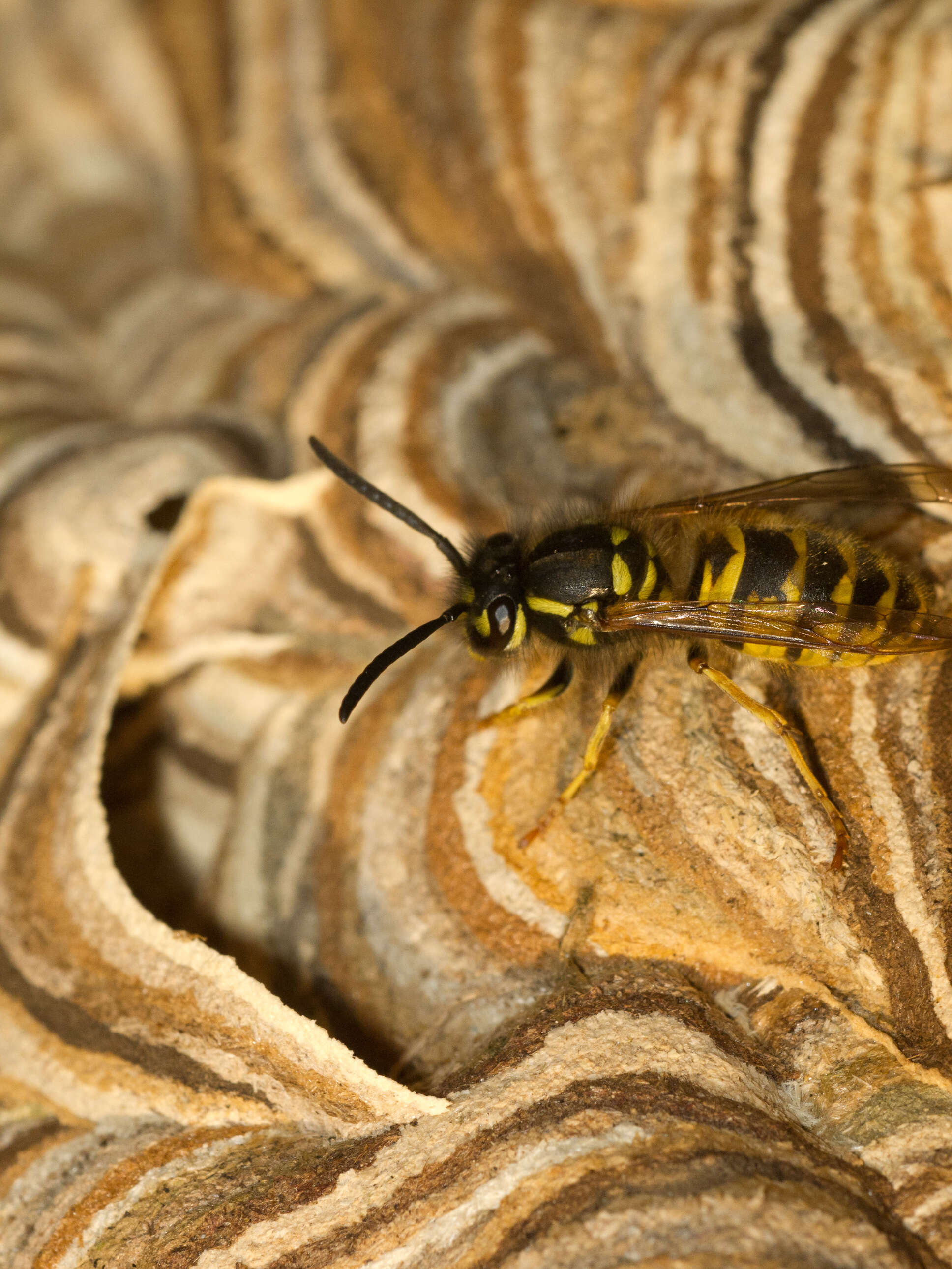 Image of Common wasp