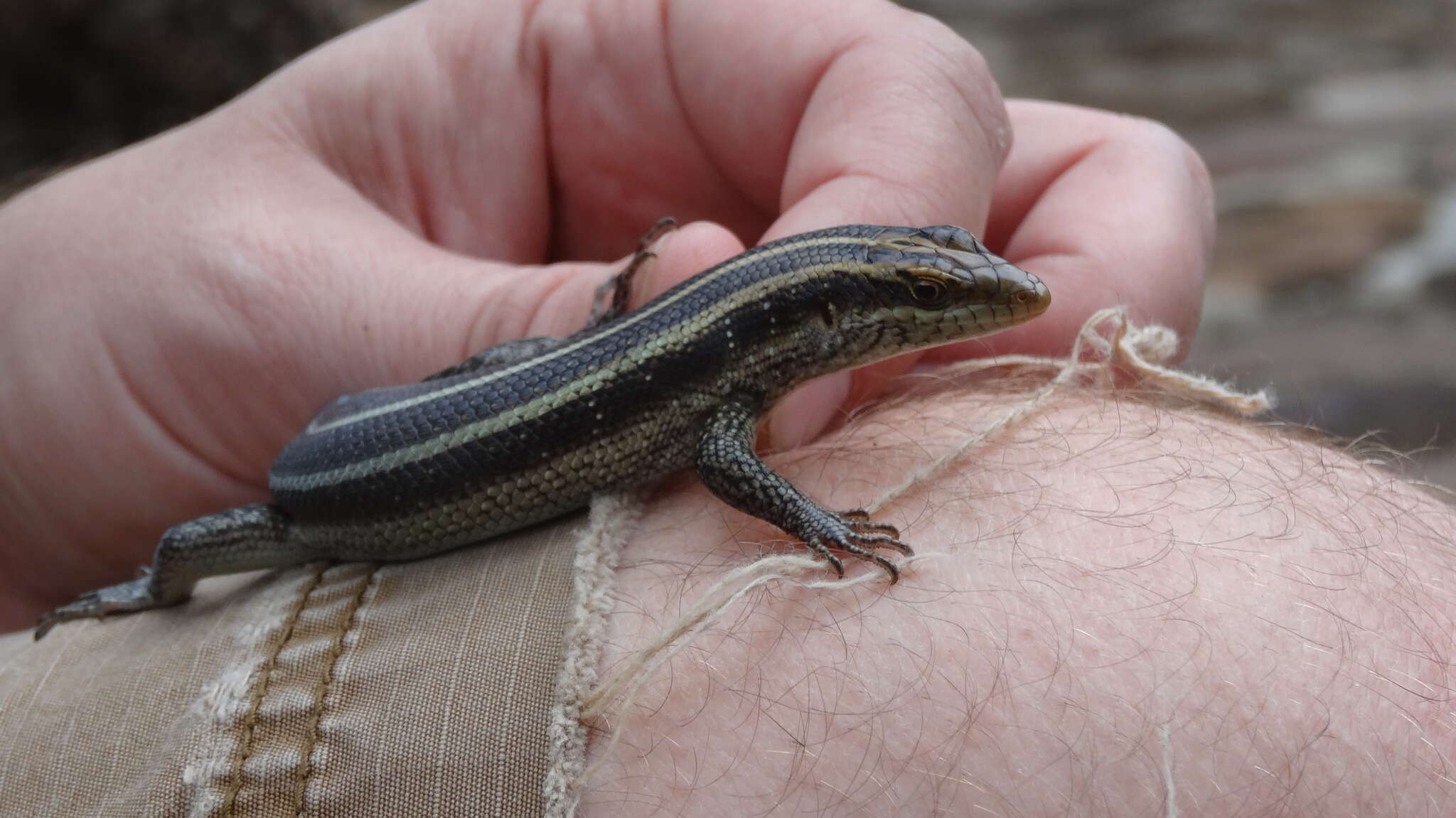 Image of Five-lined Skink