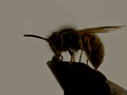 Image of Common wasp