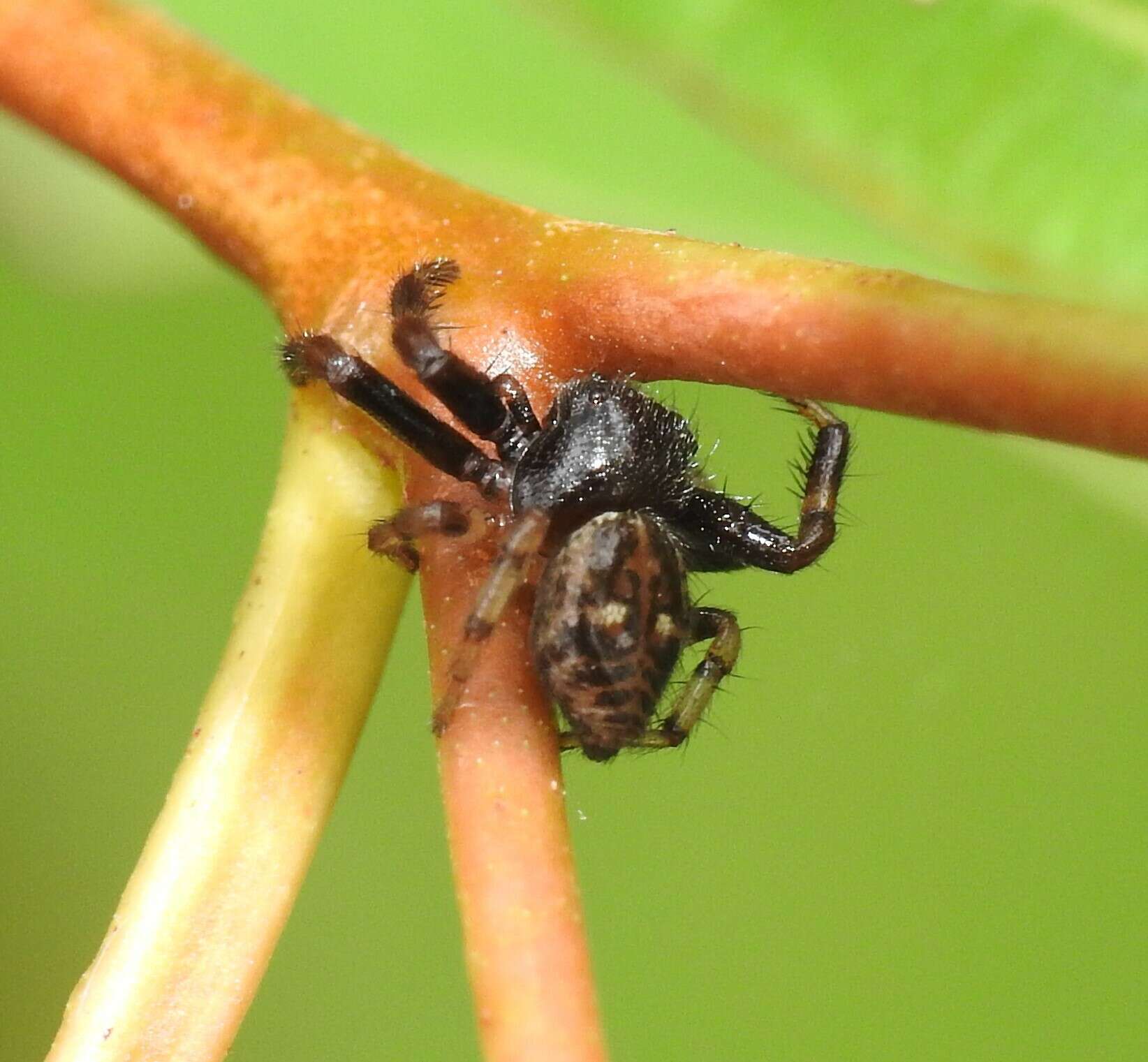 Image of Xysticus bimaculatus L. Koch 1867