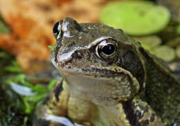 Image of Common frog