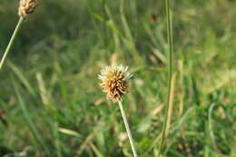 Trifolium montanum L.的圖片