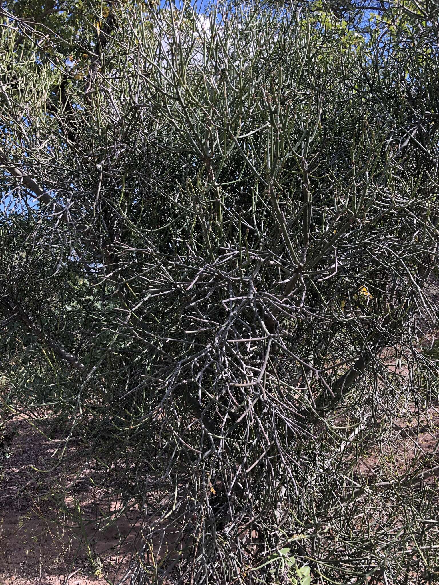 Image of Indiantree spurge