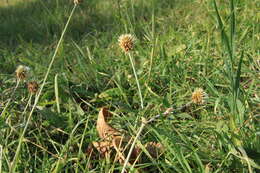 Imagem de Trifolium montanum L.