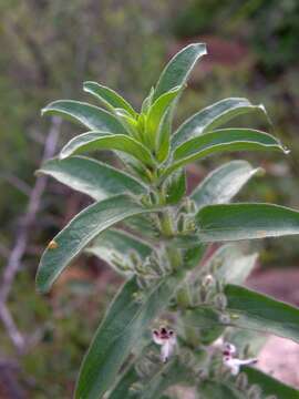 Image of false waterwillow