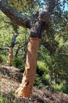 Image of Cork Oak