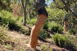 Image of Cork Oak