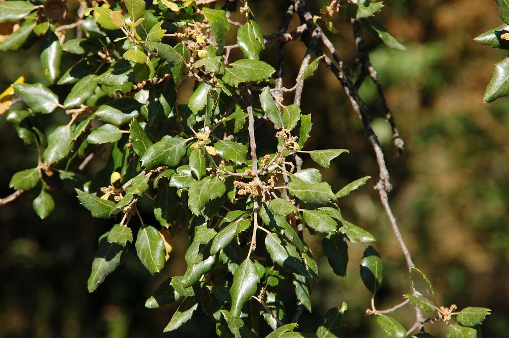 Image of Cork Oak