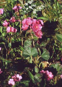 Image of dwarf checkerbloom