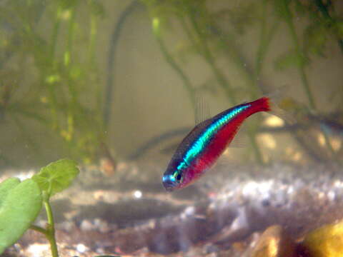 Image of cardinal tetra