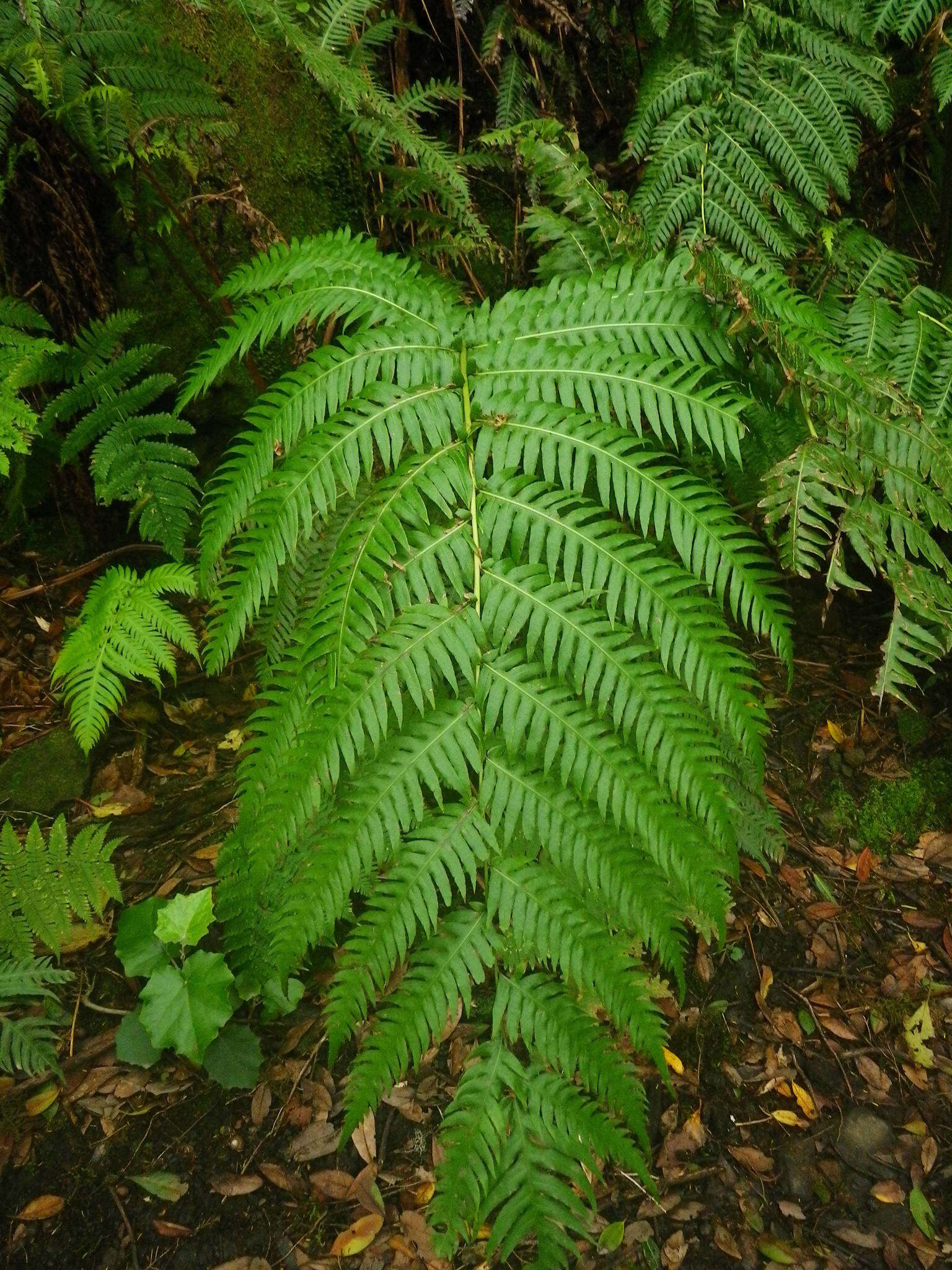 Image of rooting chainfern