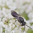 Image of Hylaeus communis Nylander 1852