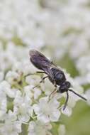 Image of Hylaeus communis Nylander 1852