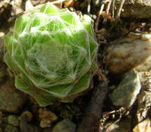 Image of Cobweb Houseleek