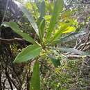 Image of Mantalania longipedunculata De Block & A. P. Davis