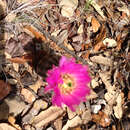 Image of Echinocereus reichenbachii subsp. caespitosus