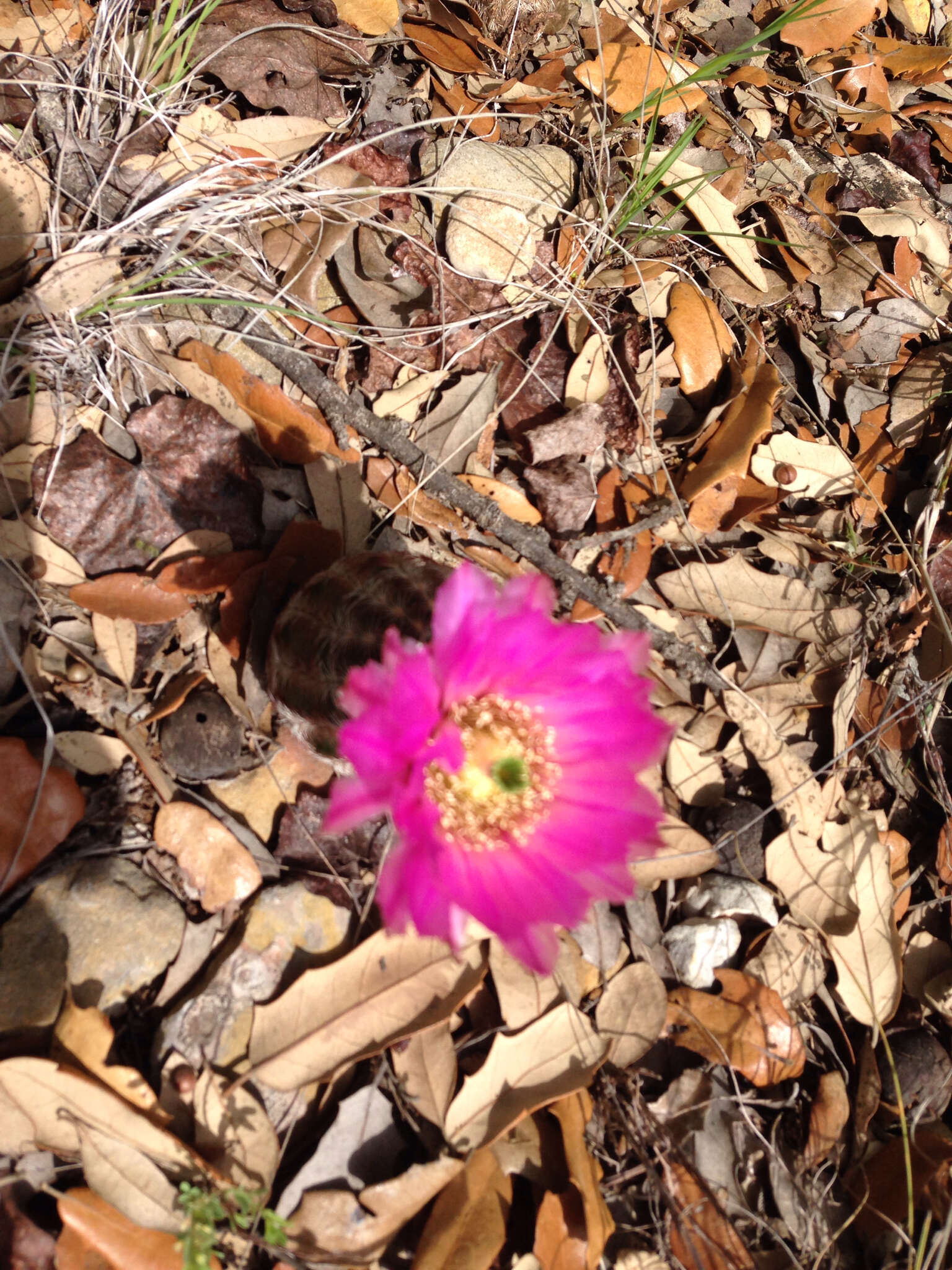 Image de Echinocereus reichenbachii subsp. caespitosus