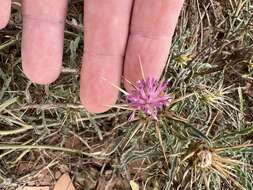 Слика од Centaurea pungens Pomel