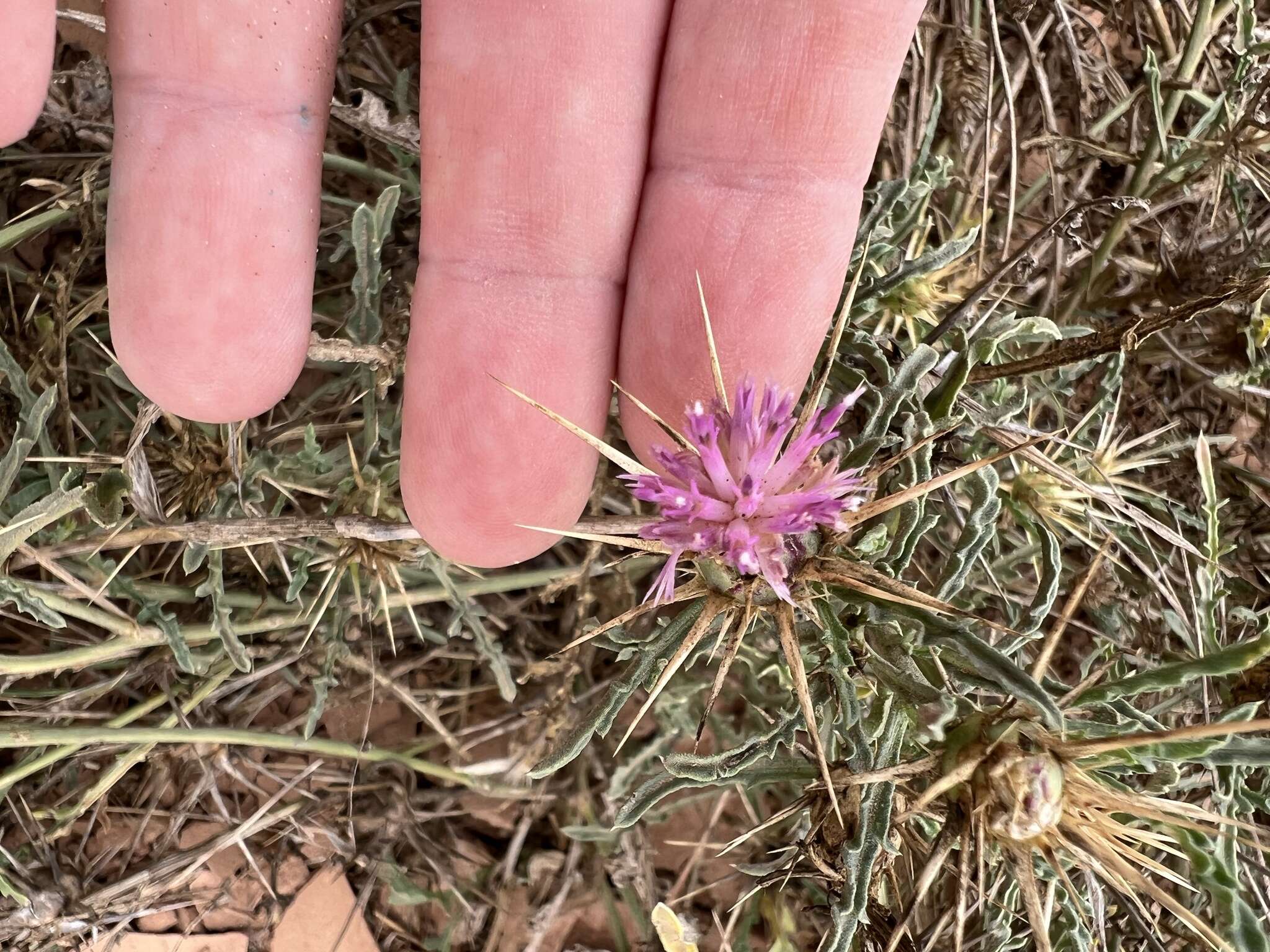 Image of Centaurea pungens Pomel