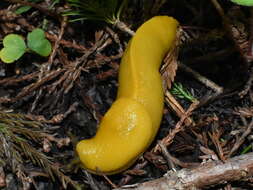 Image of California Banana Slug