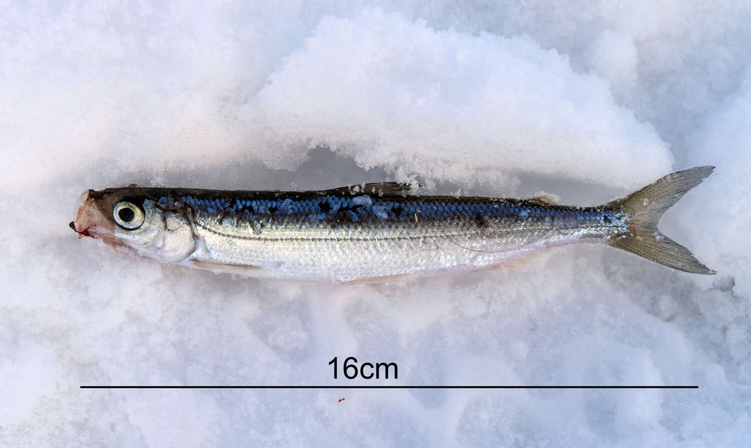 Image of Vendace