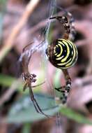 Image of Barbary Spider