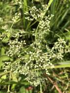 Eupatorium rotundifolium var. scabridum (Ell.) A. Gray的圖片