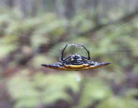 Image of Gasteracantha quadrispinosa O. Pickard-Cambridge 1879