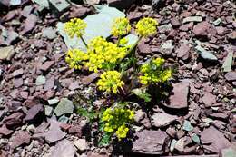 Imagem de Lomatium sandbergii (Coult. & Rose) Coult. & Rose