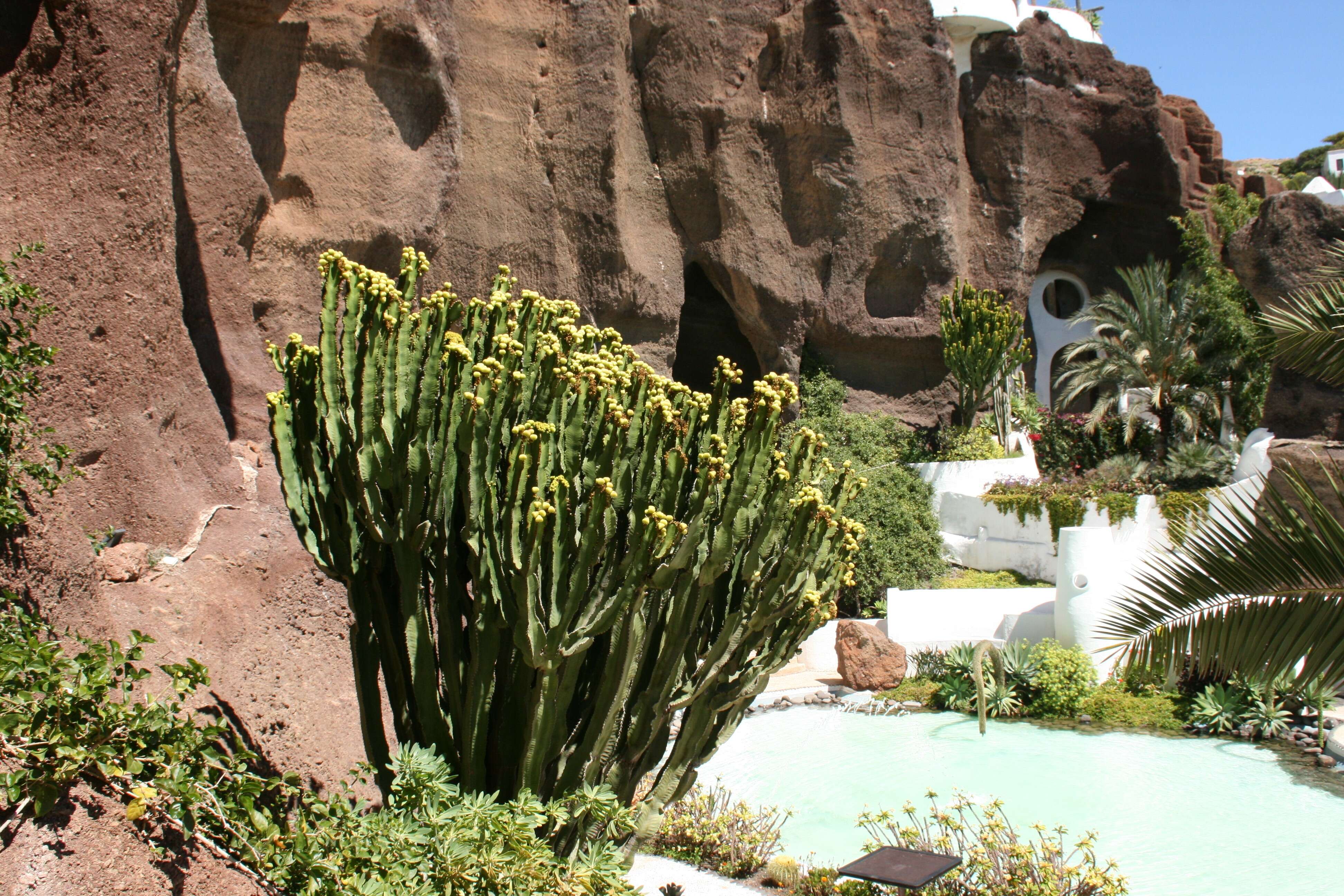 Image of Euphorbia abyssinica J. F. Gmel.