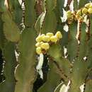 Image de Euphorbia abyssinica J. F. Gmel.