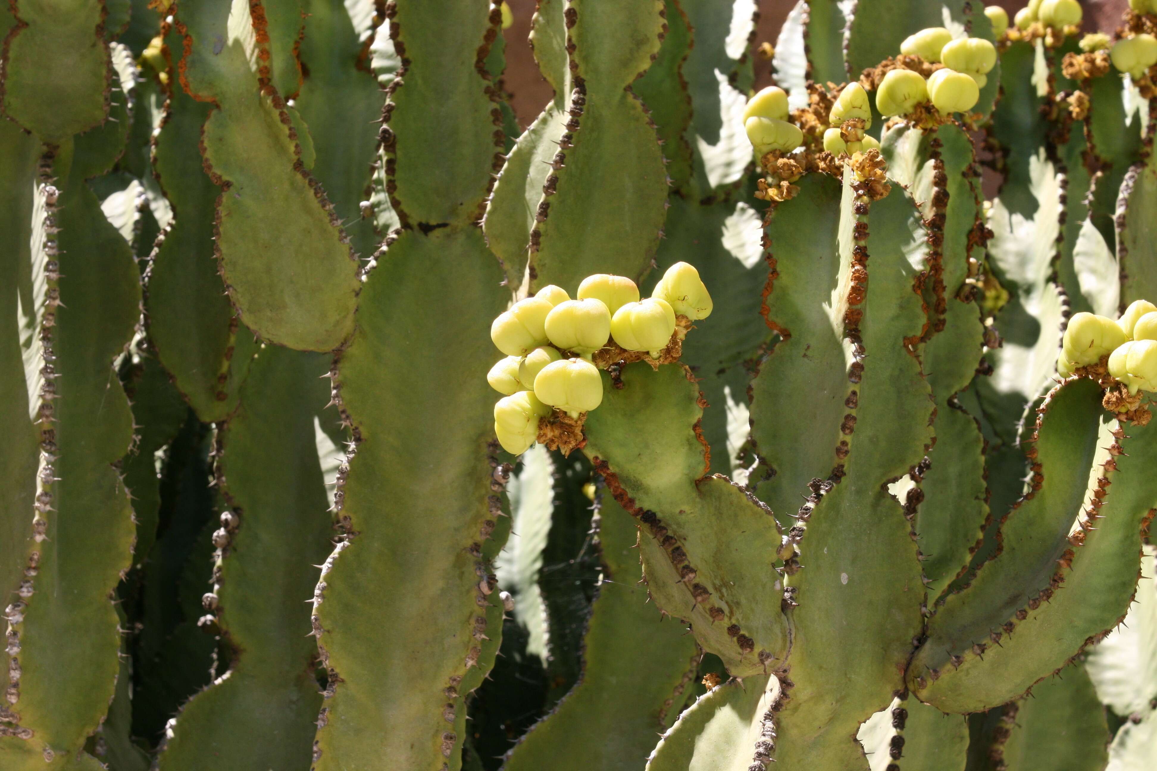 Image of Euphorbia abyssinica J. F. Gmel.