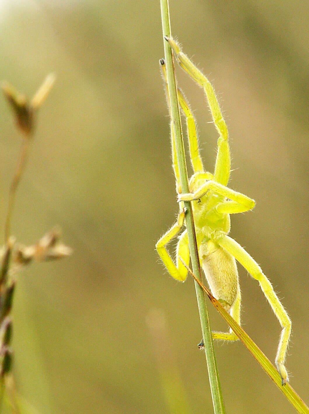 Image of Micrommata virescens (Clerck 1757)