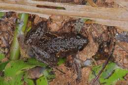 Image of Butler's Rice Frog