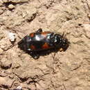 صورة Nicrophorus (Nicrophorus) quadrimaculatus (Matthews & A. 1887)