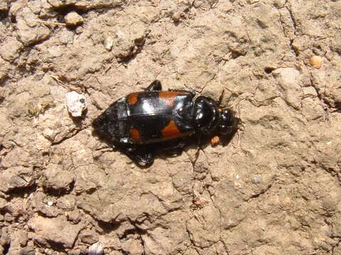 Image of Nicrophorus (Nicrophorus) quadrimaculatus (Matthews & A. 1887)