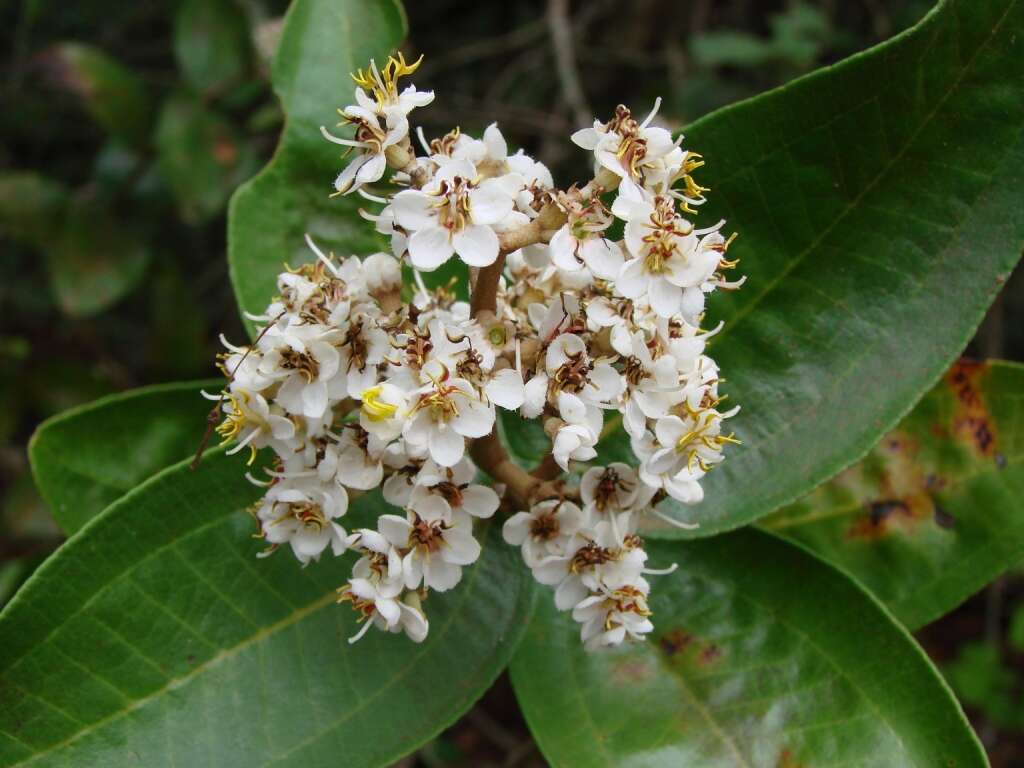 Image of Miconia fallax DC.