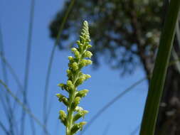 Image of Mignonette orchid