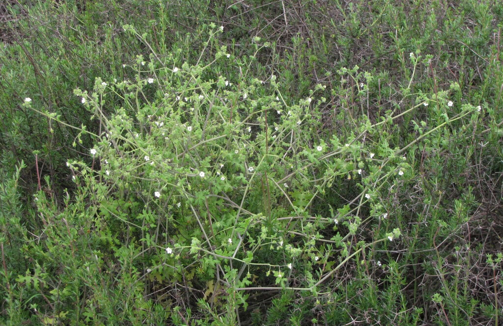 Image of racemed fiestaflower