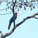 Image of Chestnut-breasted Malkoha