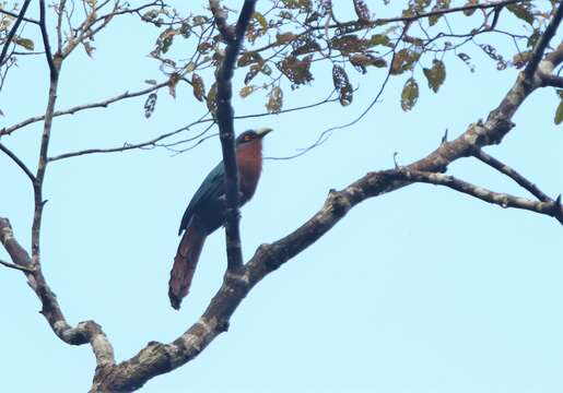 Image of Chestnut-breasted Malkoha