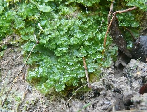 Image of Common Kettlewort