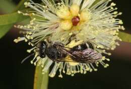 Lasioglossum calophyllae (Rayment 1935)的圖片