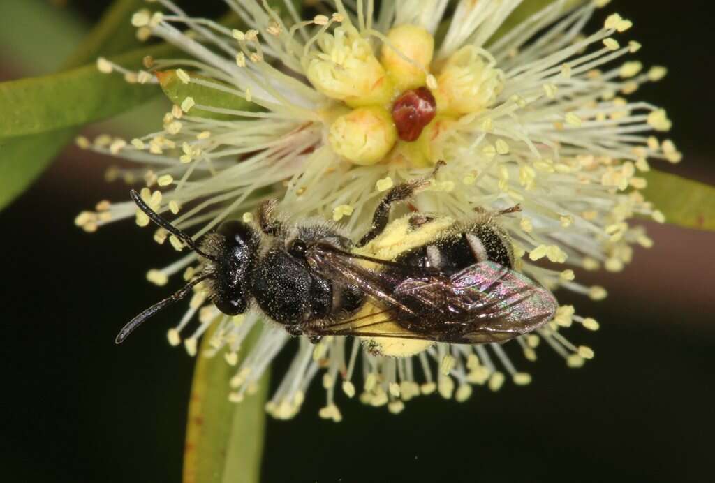 Lasioglossum calophyllae (Rayment 1935)的圖片