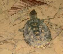 Image of Black-lined Toadhead Turtle