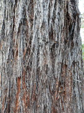 Image of Eucalyptus baileyana F. Müll.