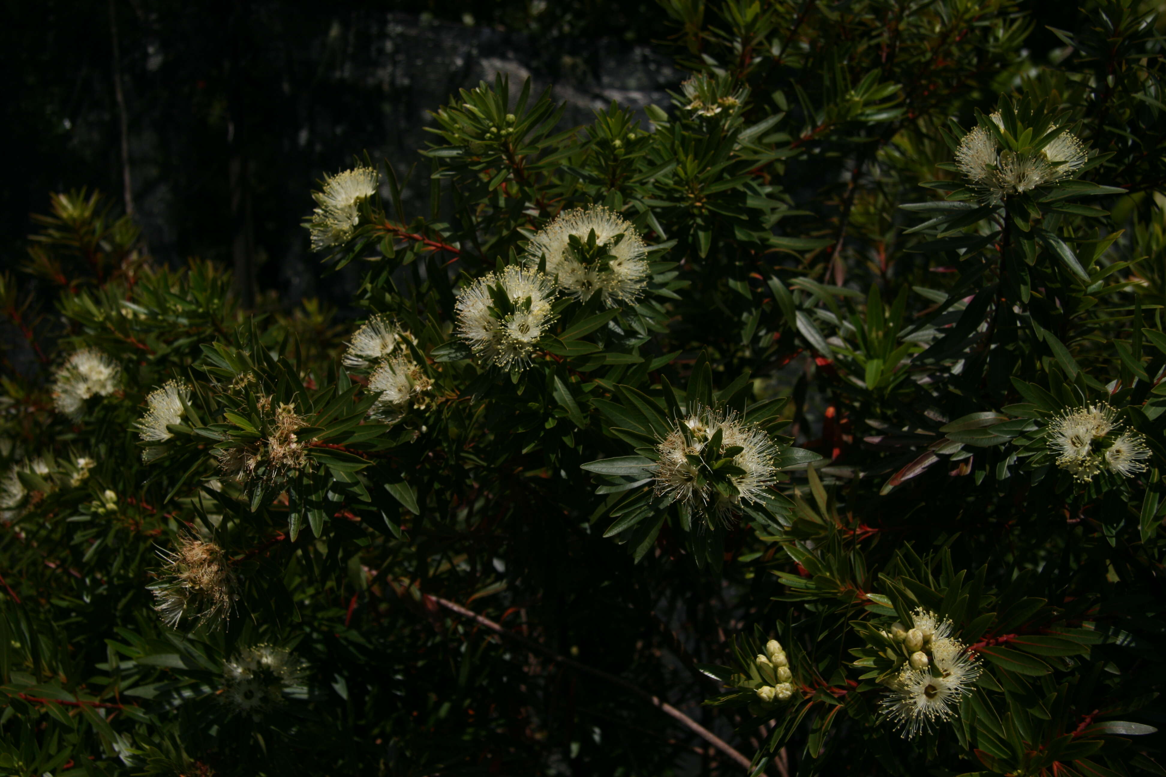 Image of Xanthostemon verticillatus (C. T. White & Francis) L. S. Smith