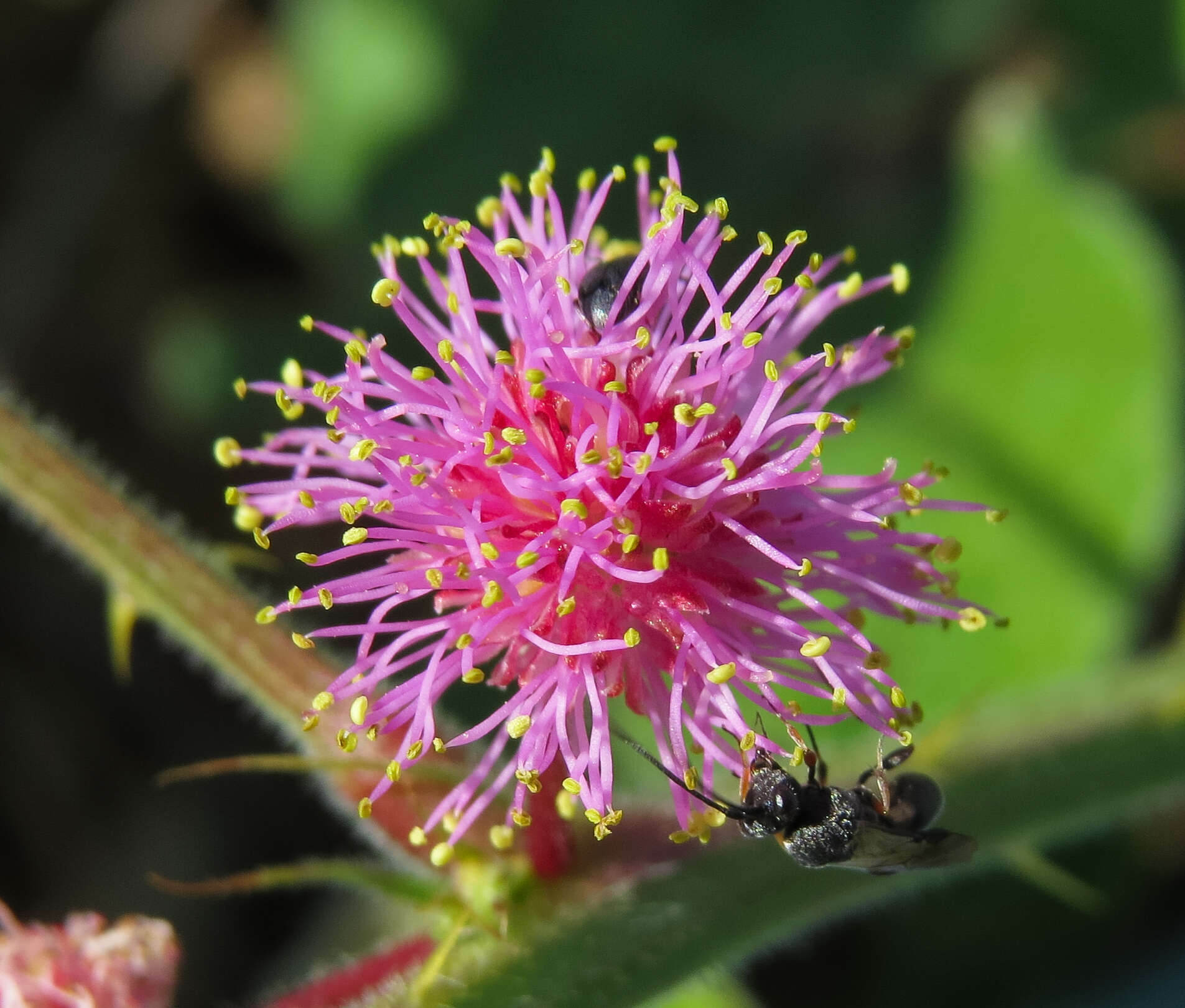 Sivun Mimosa quadrivalvis var. leptocarpa (DC.) Barneby kuva