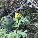 Coronilla valentina subsp. glauca (L.) Batt. resmi